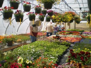 Pink Prairie Gardens