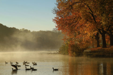 ducks swimming and mist coming off the water on a fall morning at Johnson Sauk Trail State Park