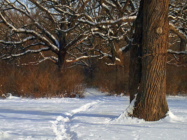 Making the Most of Winter Weather in Henry County